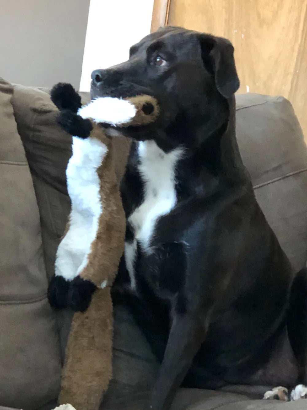 Furfolks Animal, No Stuffing Dog Toy with Squeakers, Durable Dog Chew Toy