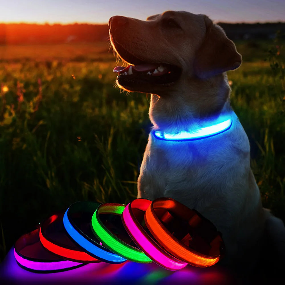 Light Up Dog Collar